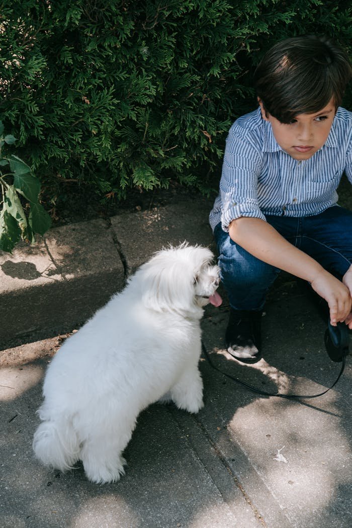 Boy in blue shirt sitting with white dog on a sidewalk in shade.